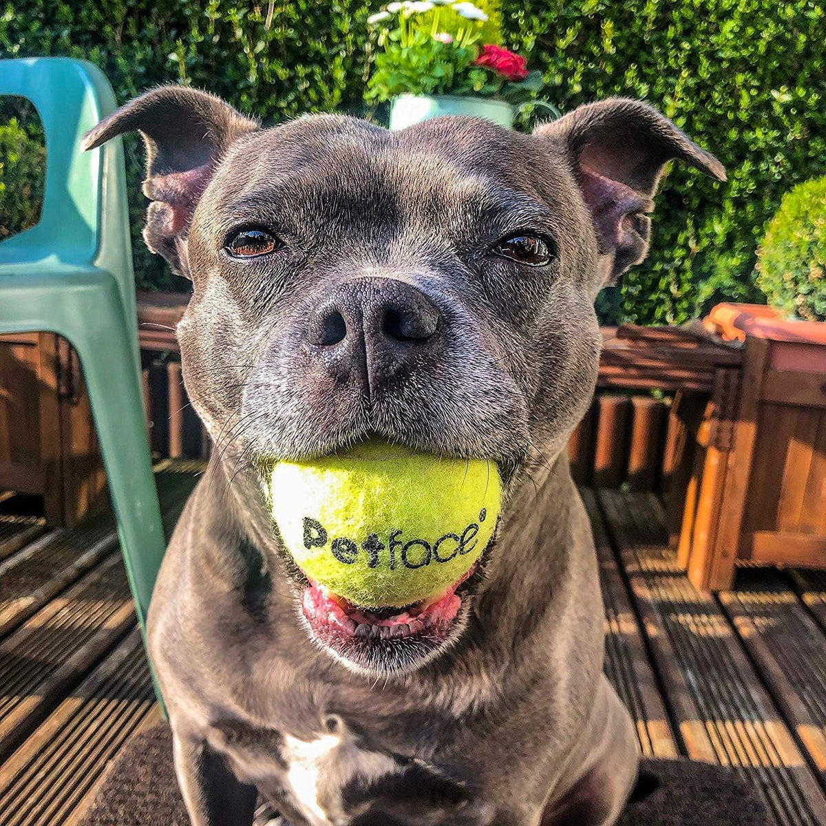 Tennis ball