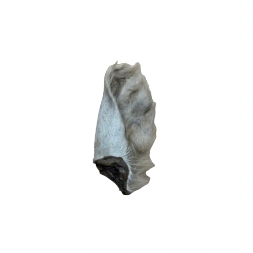 Giant Hairy Cow Ear
