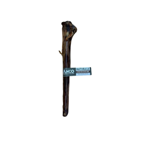 Giant Ostrich Metatarsus Bone