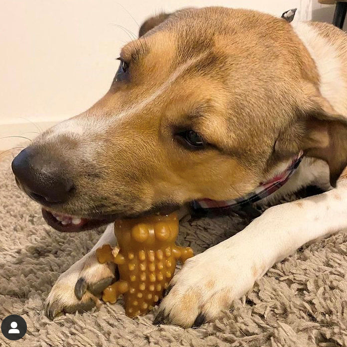 Peanut butter Croc