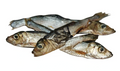 Sprats